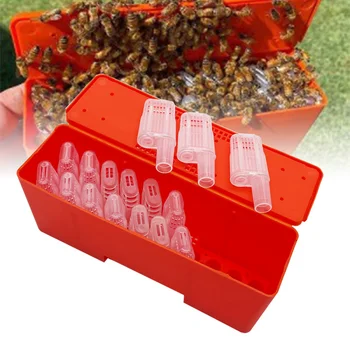 Инструменти За пчеларството Кутия За Транспортиране на Пчелния на Матката С Маточными Клетки, Съоръжения За отглеждане на майки клетки Пластмасов Инкубатор Инструменти За Пчеларя